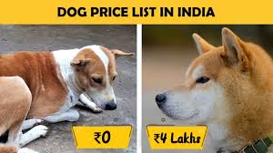 The shiba inu price today is $0.000016 usd with a 24 hour trading volume of $9.48b usd. Dog Prices In India Part 1 Large Breed Dogs Youtube