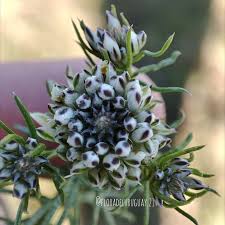 Image result for Macledium zeyheri