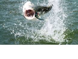 2017 OKUMA 中文型錄-寶熊動態-釣魚學校-Okuma寶熊釣具-釣具產品服務,釣魚旅遊規劃,釣魚教室