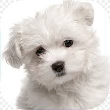 Maltese Dog Yorkshire Terrier Puppy Pet Sitting Labrador Retriever Png 1024x1024px Maltese Dog Bichon Bichon Frise