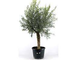 Ein olivenbaum fällt allein durch seinen bizarren wuchs auf. Olivenbaum Olea Auf Stamm 250 Cm Gartencenter Leurs Venlo Holland