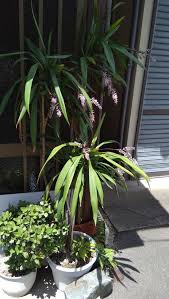 Image result for Cordyline stricta