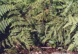 Image result for Hypolepis