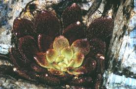 Image result for Kotschya