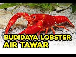 Lobster juga bisa di beri tauge, wortel, kangkung, bayam, buncis, kol, dan semua jenis sayuran. Bisnis Lobster Budidaya Lobster Air Tawar Youtube