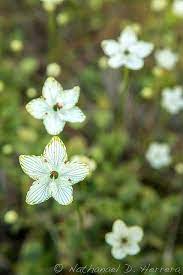 Largeleaf Grass Of Parnassus Parnassia Grandifolia Unusual Plants Native Plants Wild Flowers