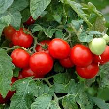 Cherry tomatoes belong to the determinate type of tomatoes, which means they will grow in a bush as the plant grows, you will probably have to readjust the height of your artificial light as well. Tomato Seeds Red Cherry Large Vegetable Seeds In Packets Bulk Eden Brothers