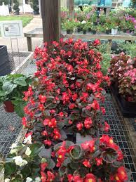 Pin On Flower Boxes