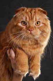 skottish fold vislouhaya koshka kak odna iz samyh interesnyh porod beautiful cats cat scottish fold cats