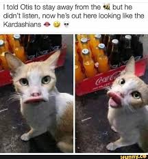 I Told Otis To Stay Away From The Au But He Didn T Listen Now He S Out Here Looking Like The Kardashians E R Ifunny Cat Memes Funny Animal