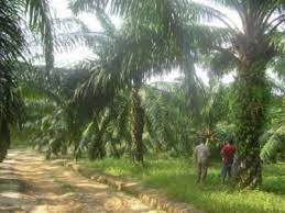 Maybe you would like to learn more about one of these? Jenis Jenis Hama Dan Penyakit Pada Tanaman Kelapa Sawit