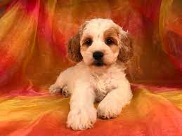 Adopt a cockapoo puppy today! For Sale Female Apricot And White Cockapoo Puppy Dob 7 28 18 975