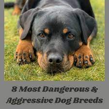 8 Aggressive Dog Breeds You Should Not Mess With Pethelpful