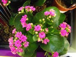 Identifying a plant with pink and white flowers which grow in clusters. A Z List Of House Plants Common And Scientific Names
