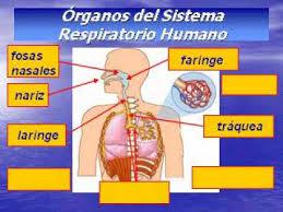 Resultado de imagen de aparato respiratorio para niÃ±os