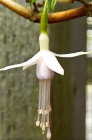Fuchsias American Fuchsia Society Web Site Fuchsia Flowers Fuchsia Flower Power