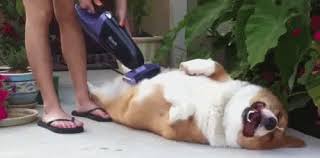 Use a fan and an air filter mesh. Is Your Dog Shedding Here S How To Remove Dog Hair From Everything Cuteness