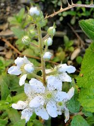 They are also fo their flowers. Wild Blackberry Bush Plant Flowering Flowers Nature Leaf Growth Flower Pxfuel
