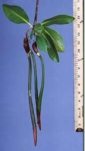 Image result for Rhizophora racemosa