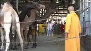 Classified ads in at discounted sale price to sell or buy. Camel Qurbani In Slaughter House Youtube