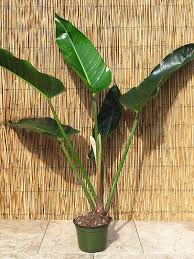 Philodendron Davidsonii Plant In 6 Pot The Philodendron Guru Plants Philodendron Philodendron Plant