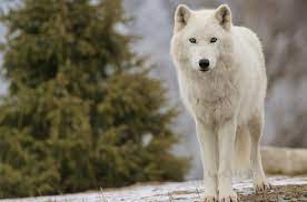 Albino Wolf Dog Life Arctic Wolf Ghost Dog