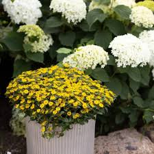 Image result for sanvitalia combine in pots