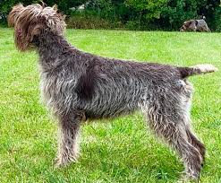 Is there such a thing as a wirehaired pointing griffon? Wirehaired Pointing Griffons Chapel View Farm Stable