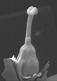 Image result for Sebaea brachyphylla