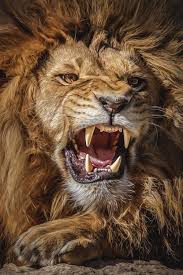 Souhailbog The Kingby Harry Schindler Photos Animaux Sauvages Photos De Lion Animaux Sauvages