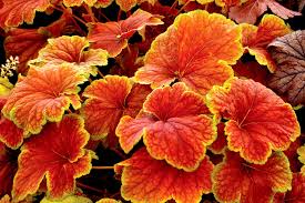 Heuchera Delta Dawn Les Vivaces Du Merle Bleu Jardin D Automne Feuillage Jardin De Devant