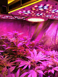 How Can An Led Plant Light Help Your Plants To Grow Gardening Basics