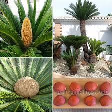Image result for Cycas