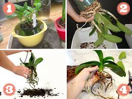 Comment Rempoter Une Orchidee Facilement Et La Faire Fleurir A Nouveau Rempoter Orchidee Rempotage Orchidee Orchidee