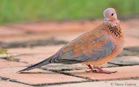 Laughing Dove
