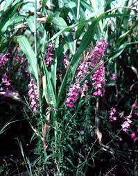 Image result for Striga junodii