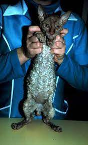 Fip comes in two forms, dry and wet. Feline Infectious Peritonitis Fip Veterinary Partner Vin
