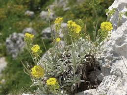 Image result for Aurinia