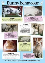 Twitter Pet Rabbit Care Pet Bunny Rabbits Pet Bunny