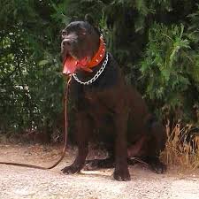 Instagram Photo By Cane Corso Jun 21 2016 At 8 17pm Utc Cane Corso Instagram Photo