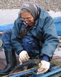 Whitefish: Traditional Ecological Knowledge and Subsistence Fishing in the  Kotzebue Sound Region, Alaska