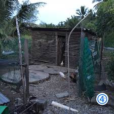 Daftar isi ayam kampung, si primadona penggila kuliner keunggulan ayam kampung dibanding ayam negeri keunggulan ayam kampung dibanding ayam negeri. Pemasangan Pagar Reban Ayam Kampung