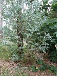 Image result for Acacia podalyriifolia