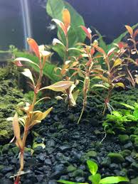Alternanthera reineckii mini is popular among aquarium enthusiasts because of its shining hues. Purchased As Alternanthera Reineckii Mini Presumably In Emersed Form Will It Remain Tall Like This If I Don T Trim It Is It Even Safe To Trim It At This Stage Plantedtank