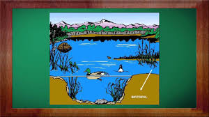 Acest referat descrie biocenozele din marea neagra. Biologie Clasa A 8 A Lectia Biotopul Si Biocenoza Partea 1 Youtube