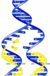 G to c or a to g c g t c 2. Dna Function Structure And Replication Serendip Studio