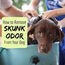 Dogs can come across a skunk in rural or urban areas but most often at dawn or dusk and in areas where skunks make their den. How To Remove The Skunk Odor From A Dog Pethelpful