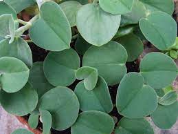 Peperomia Incana Felted Peperomia Peperomia Plant Plant Care Houseplant Plants