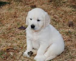 $2500.00 coatesville, pa english cream golden retriever puppy. English Cream Golden Retriever Golden Retriever Breeders And Information
