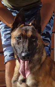 Kopekler Dogs En 2020 Perros